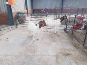 2X BOERBOK/BOER GOAT OOI/EWE RENIER TE DAM (Pay per Animal)