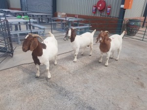 3X BOERBOK/BOER GOAT OOI/EWE RENIER TE DAM (Pay per Animal)