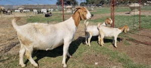 1+2X BOERBOK/BOER GOAT OOI/EWE FRIKKIE COMBRINK