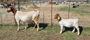 1+1X BOERBOK/BOER GOAT OOI/EWE FRIKKIE COMBRINK