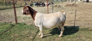 1X BOERBOK/BOER GOAT OOI/EWE FRIKKIE COMBRINK