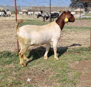 1+1X BOERBOK/BOER GOAT OOI/EWE FRIKKIE COMBRINK