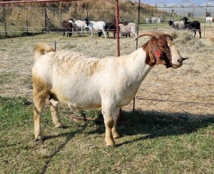 1X BOERBOK/BOER GOAT OOI/EWE FRIKKIE COMBRINK