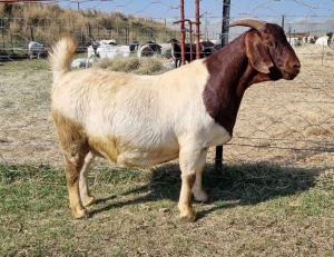 1X BOERBOK/BOER GOAT OOI/EWE FRIKKIE COMBRINK