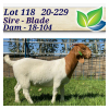 1X BOERBOK OOI/EWE KARSTEN BOERDERY - POTENSIELE STOET/POTENTIAL STUD