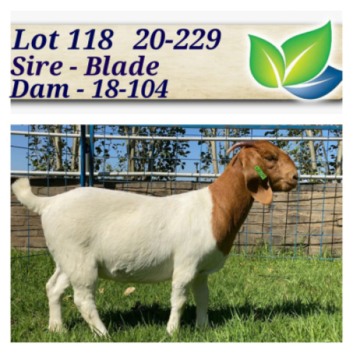1X BOERBOK OOI/EWE KARSTEN BOERDERY - POTENSIELE STOET/POTENTIAL&nbsp;STUD