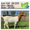 1X BOERBOK OOI/EWE KARSTEN BOERDERY - POTENSIELE STOET/POTENTIAL&nbsp;STUD