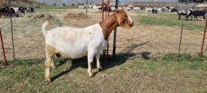 1X BOERBOK/BOER GOAT OOI/EWE FRIKKIE COMBRINK