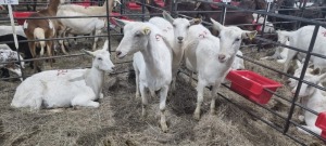 4X SAANEN OOI/EWE MALAN VAN HEERDEN