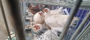 4X BRAHMA HOENDERS L FRITS