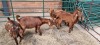 5X RAM KALAHARI RED RAM L FRITS