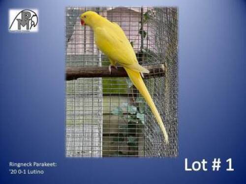 0-1 '20 Ringneck Parakeet: Lutino - Johann Kotz&eacute;
