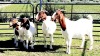 2X BOERBOK OOI/EWE OPPIEDAK BOERDERY - KUDDE/FLOCK