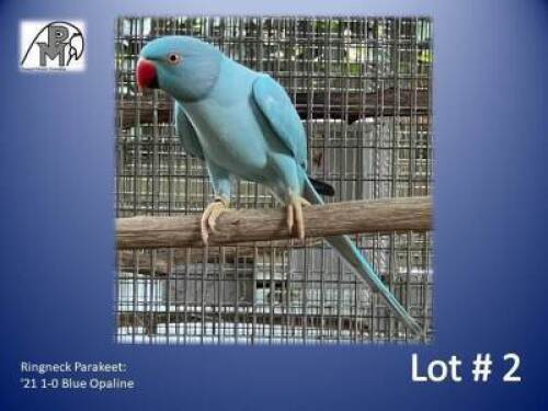 1-0 '21 Ringneck Parakeet: Blue Opaline - Johann Kotz&eacute;