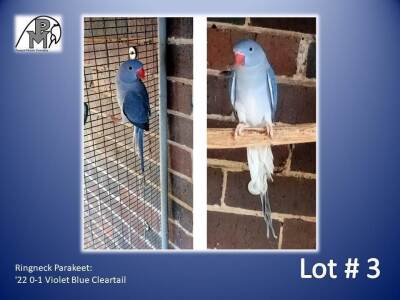 0-1 '22 Ringneck Parakeet: Violet Blue Cleartail - Manie Berry