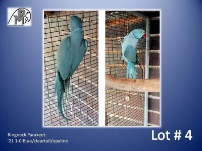 1-0 '21 Ringneck Parakeet: Blue/cleartail/opaline - Manie Berry