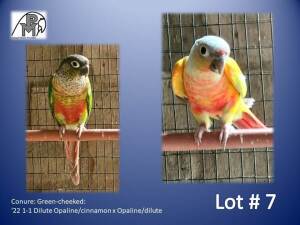 1-1 '22 Conure: Green-cheeked: Dilute Opaline/cinnamon x Opaline/dilute - Fanie Klopper