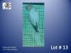 1-0 '21 Ringneck Parakeet: Blue Opaline - Tokkie Slabbert