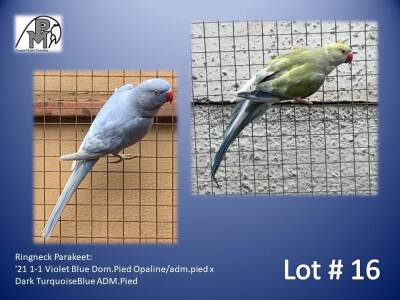 1-1 '21 Ringneck Parakeet: Violet Blue Dom.Pied Opaline/adm.pied x Dark TurquoiseBlue ADM.Pied - Wynand Bezuidenhout