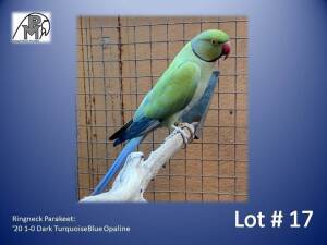 1-0 '20 Ringneck Parakeet: Dark TurquoiseBlue Opaline - Wynand Bezuidenhout