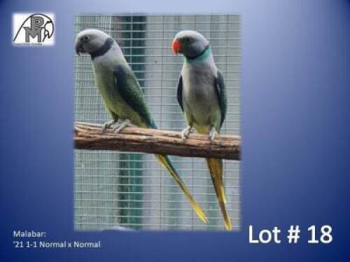 1-1 '21 Malabar: Normal x Normal - Willem Pretorius