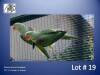 1-1 '22 Alexandrine Parakeet: Green x Green - Willem Pretorius