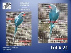 1-0 '22 Alexandrine Parakeet: Blue - Lee Naidoo