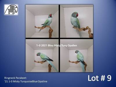 1-0 '21 Ringneck Parakeet: Misty TurquoiseBlue Opaline - Chris Jacobs