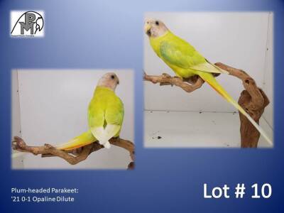 0-1 '21 Plum-headed Parakeet: Opaline Dilute - Chris Jacobs