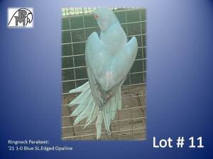 1-0 '21 Ringneck Parakeet: Blue SL.Edged Opaline - Tokkie Slabbert