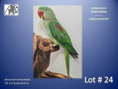 1-0 '22 Alexandrine Parakeet: Green/lutino - Hugo Niebuhr