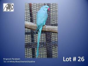 1-0 '21 Ringneck Parakeet: Misty Blue/cleartail/opaline - Fanie Klopper