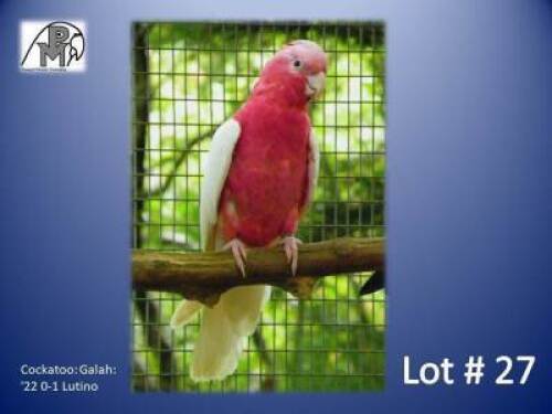 0-1 '22 Cockatoo: Galah: Lutino - Fanie Klopper
