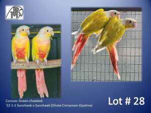 1-1 '22 Conure: Green-cheeked: Suncheek x Suncheek (Dilute Cinnamon-Opaline) - Mike Riley