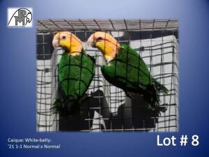 1-1 '21 Caique: White-belly: Normal x Normal - Chris Jacobs