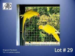 1-1 '21 Ringneck Parakeet: Lutino x Lutino - Mike Riley