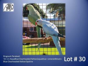 1-1 '21 Ringneck Parakeet: AquaBlue Clearheaded-fallow (aquablue = emeraldblue) x Blue Clearheaded-fallow Opaline - Mike Riley