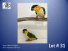 1-1 '22 Caique: Black-headed: Normal x Normal - Piet Jacobs