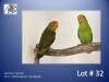 1-1 '22 Lovebird: Taranta: DF.Darkgreen x Darkgreen - Piet Jacobs