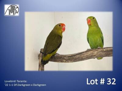 1-1 '22 Lovebird: Taranta: DF.Darkgreen x Darkgreen - Piet Jacobs