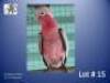 1-0 '22 Cockatoo: Galah: Normal - Antonie Wessels