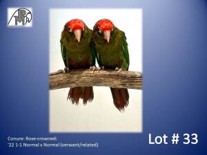 1-1 '22 Conure: Rose-crowned: Normal x Normal (verwant/related) - Piet Jacobs