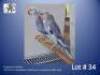 1-1 '21/'22 Ringneck Parakeet: Violet Blue ADM.Pied x Violet Blue ADM.Pied - Leon Van Heerden