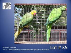 1-1 '21 Ringneck Parakeet: Cleartail/blue?turquoise/opaline x Opaline/blue/cleartail - Leon Van Heerden