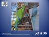 1-1 '21 Ringneck Parakeet: TurquoiseBlue?Turquoise Opaline x Blue Opaline - Leon Van Heerden