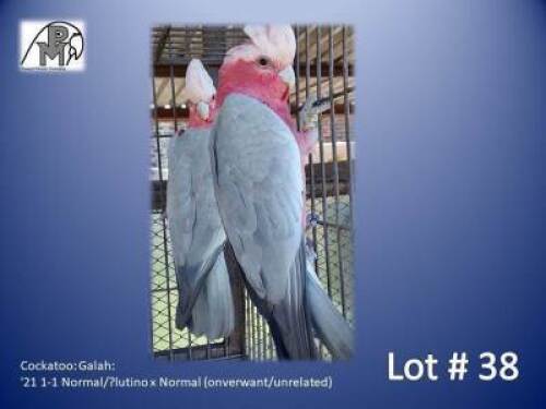 1-1 '21 Cockatoo: Galah: Normal/?lutino x Normal (onverwant/unrelated) - Herbst & Seuns Vo&euml;lboerdery