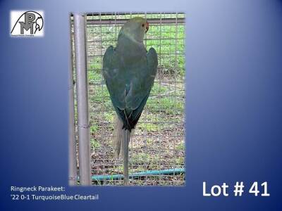 0-1 '22 Ringneck Parakeet: TurquoiseBlue Cleartail - Birdshaven