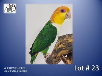 1-0 '21 Caique: White-belly: Green-thighed - Hugo Niebuhr