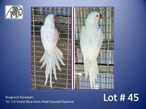 1-0 '21 Ringneck Parakeet: Violet Blue Dom.Pied Cleartail Opaline - Hugo Niebuhr