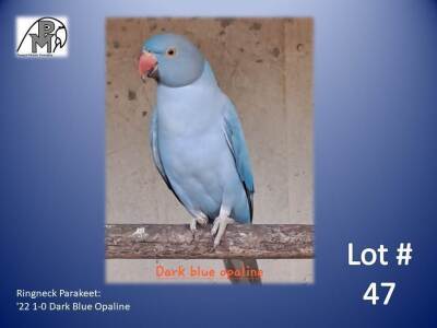 1-0 '22 Ringneck Parakeet: Dark Blue Opaline - Doep Bruwer